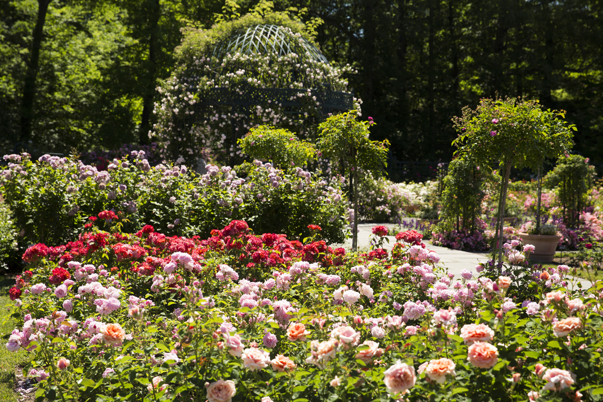 Botanical gardens melbourne australia day flower keep names precise