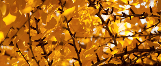The familiar autumn leaves of Ginkgo biloba.