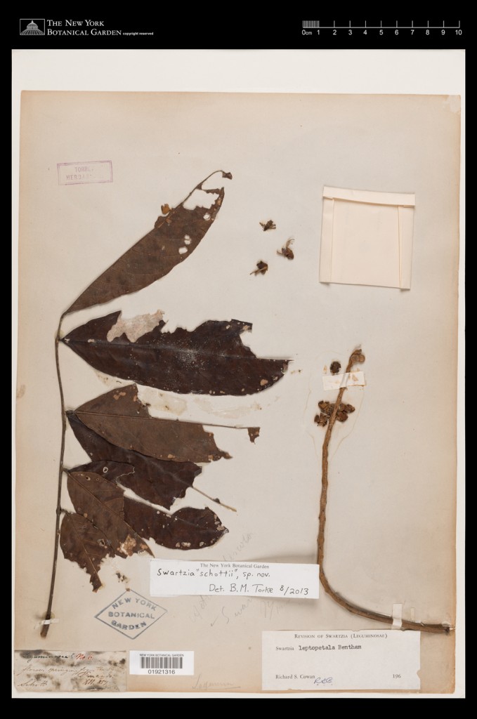 Virtual Herbarium Image