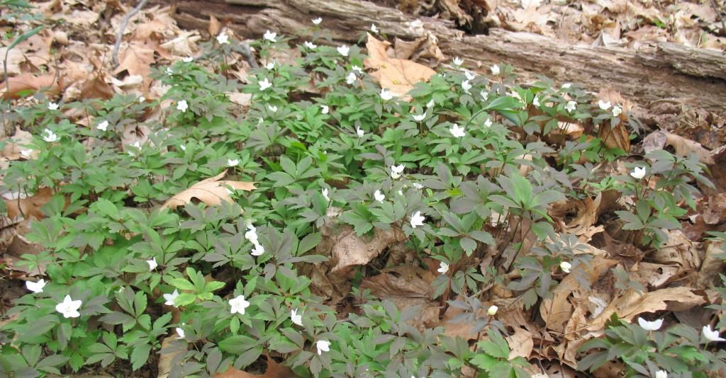 An anemone colony on Long Island