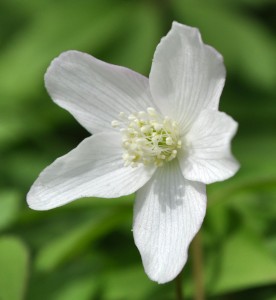 Anemone quinquefolia