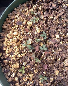 Anemone seedlings
