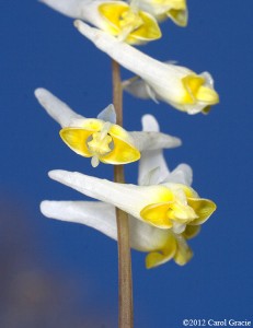Without aroma, Dutchman’s breeches flowers use contrasting yellow and white colors to attract pollinators, namely early-flying queen bumblebees.