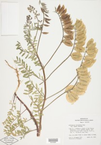 Astragalus allochrous