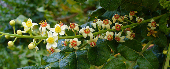 Frankincense (Boswellia sacra)