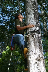 Michel climbing a tree of Couratari asterophora to collect a flowering specimen.