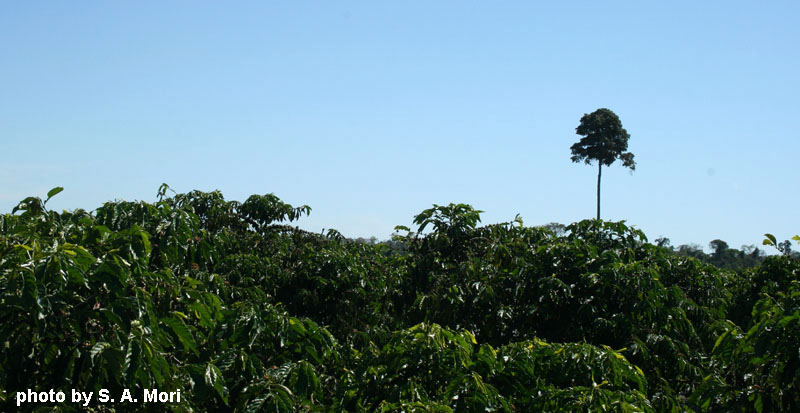 A large forest tree standing alone amidst a sea of coffee plants.