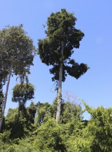 Both collections of Eschweilera complanata, an endangered species found only in southern Bahia and northern Espírito Santo, were collected in degraded habitats such as this.