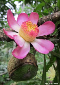 Flower and fruit of Gustavia gracillima.