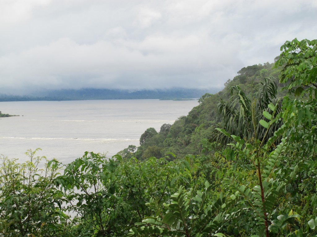 Amazon rain forest