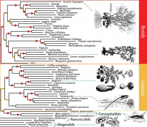 Tree of Life for Seed Plants (Click for the full image)