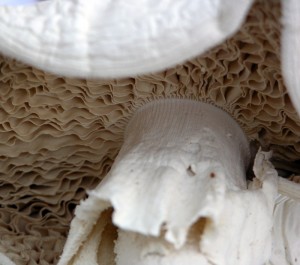 The beautiful gills of Megacollybia marginata, an unusual find for the Ozarks region.