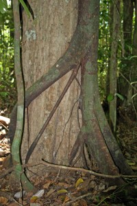 A strangler fig embracing its host tree with an unfriendly hug