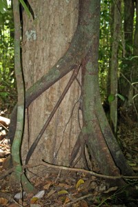 A strangler fig embracing its host tree with an unfriendly hug