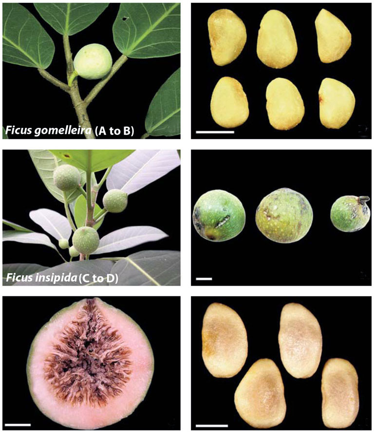 Examples of figs dispersed by bats. Image modified from Seed Dispersal by bats in the Neotropics by T. A. Lobova, C. K. Geiselman, and S. A. Mori. The scale bars are 1 mm in length.