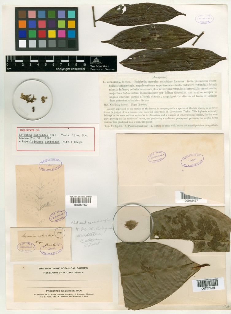 Virtual Herbarium Image