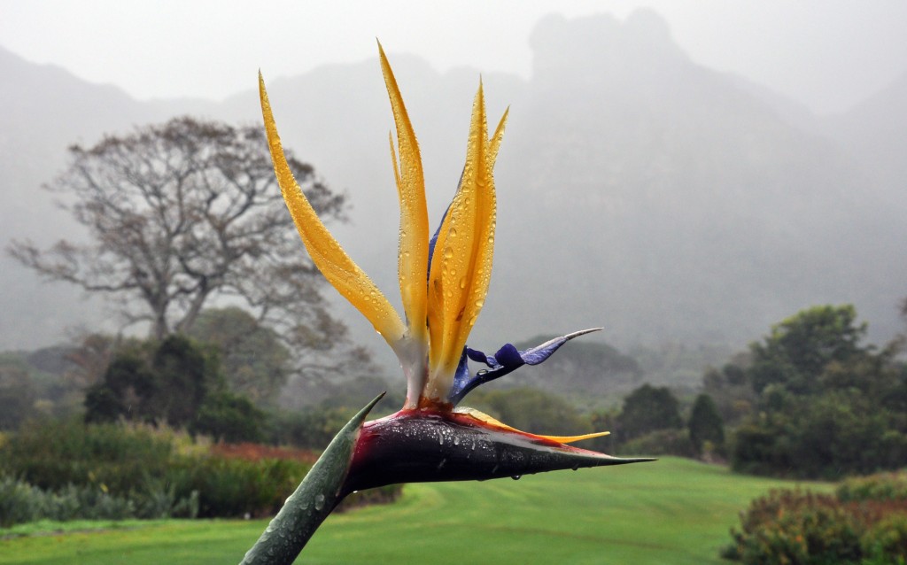 Strelitzia 'Mandela's Gold'