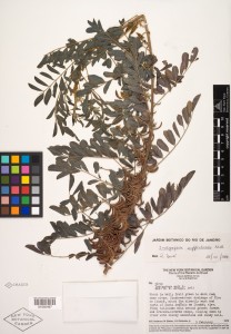 Herbarium specimen of Indigofera suffruticosa