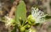 Capparis_spec