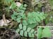 Adiantum_peruv