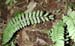 Asplenium_discr