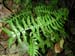 Asplenium_drepa