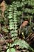 Asplenium_gilli