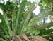 Asplenium_serra