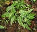 Cystopteris_fragi