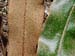 Elaphoglossum_cuspi