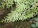 Hymenophyllum_polya
