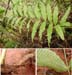 Polypodium_polys