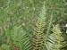 Polypodium_remot