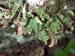 Polypodium_squal