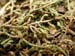 Selaginella_micro