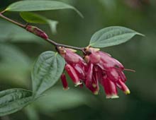 Ericaceae of Ecuador