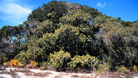 Restinga vegetation in Monte Pascoal National Park