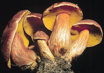 Cespitose form of Boletus innixus