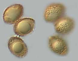 basidiospores