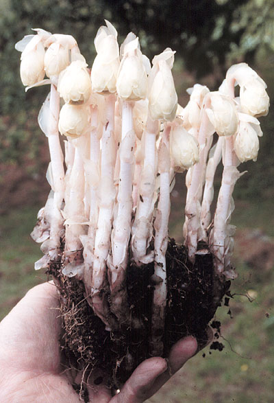 Monotropa_uniflora2.jpg