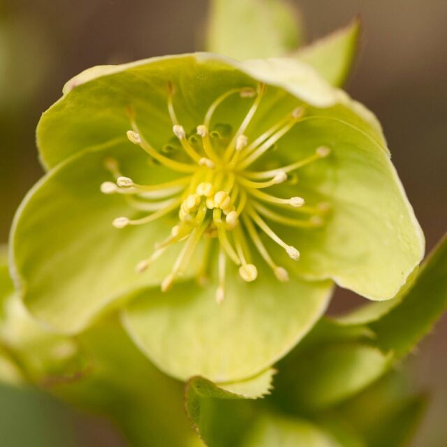 Have you ever seen a GREEN flower? 💚

These Corsican hellebores blooming along the Ladies' Border, a collection where the landscape creates a microclimate that's slightly warmer than its surroundings, might be hard to spot if they were summer flowers peeking out from the foliage. But as winter bloomers, they stand out and demand to be noticed—verdant little sparks of color in the crisp and quiet scenery.

While others might be hibernating, now is a great time to get yourself outside and spot botanical treats like this throughout our 250 acres.

#Helleborus argutifolius