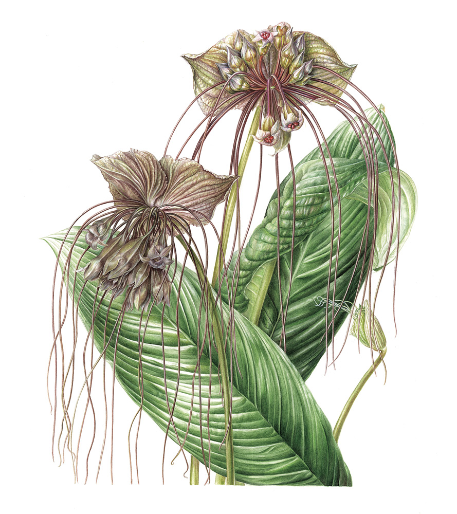 <em>Tacca chantrieri</em>, © Akiko Enokido