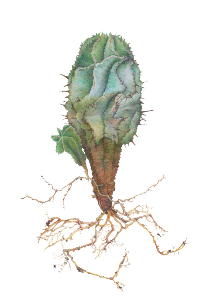 <em>Euphorbia horrida</em>, © Nancy Gehrig