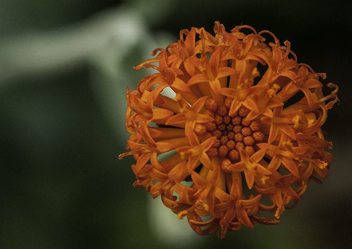 Burst by Barbara Reiner
