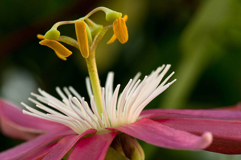 Passion Flower by Barbara Reiner