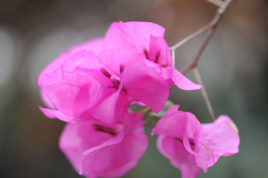 NYBG 2011 by Bill Barker