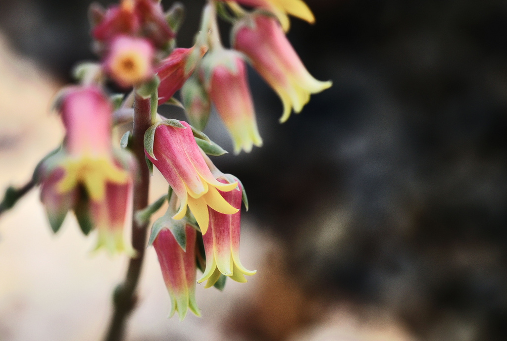 Botanica by Numb Photo