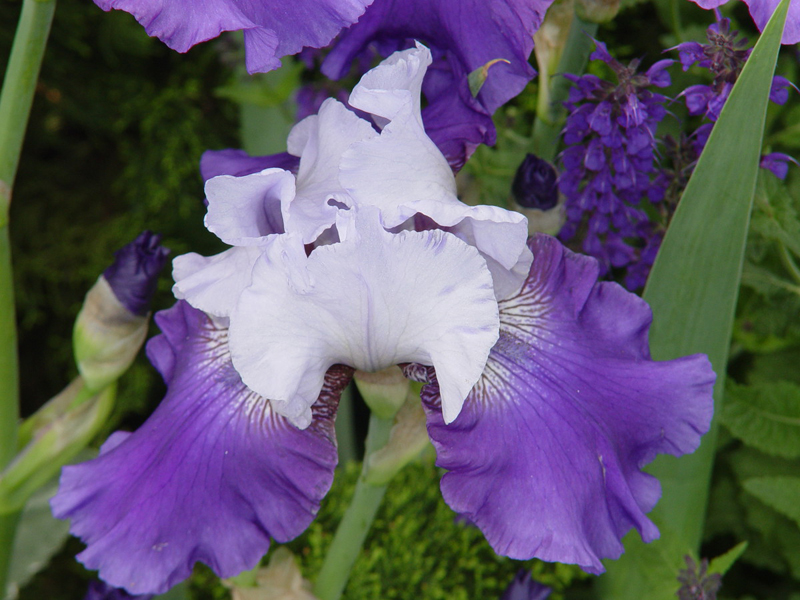 Bearded Iris Bearded Iris