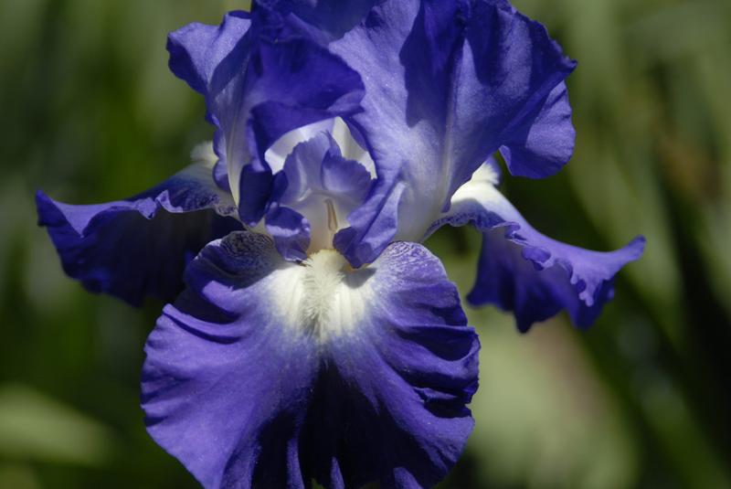 Bearded Iris Bearded Iris