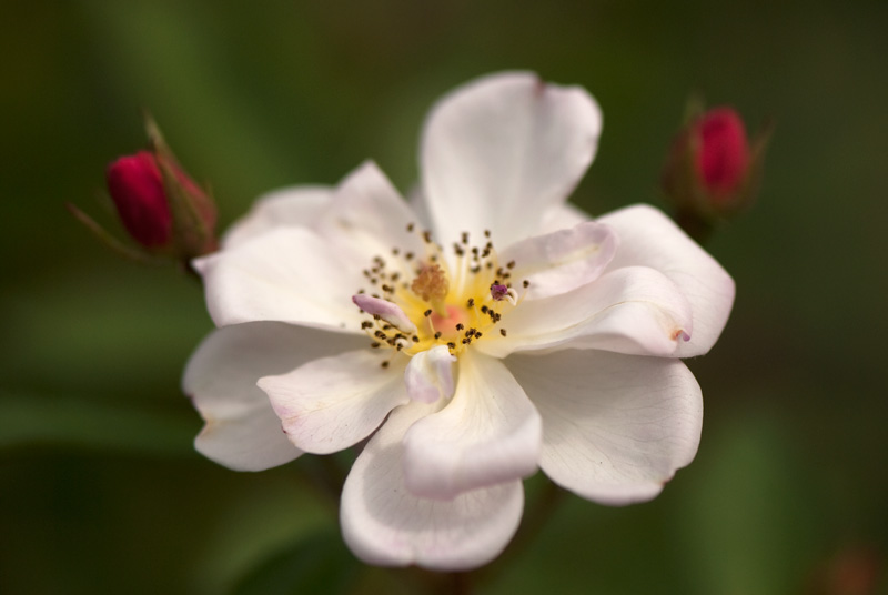 Musk Rose Musk Rose